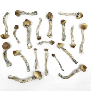 Buy Psilocybin Magic Mushrooms Online UK