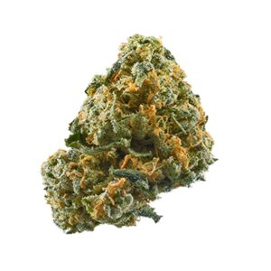 Buy Hash Plant Marijuana Strain online uk